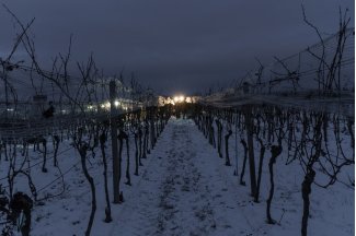 vino